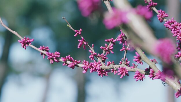 Pięknie kwitnąca różowa magnolia wspaniała wiosna bajkowa kwiatowy ogród