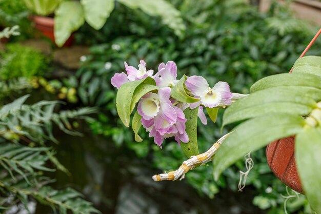 Zdjęcie pięknie kwitnące orchidee o różnych kolorach