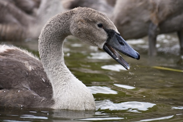 Pięknie Młody łabędź (cygnus Olor)