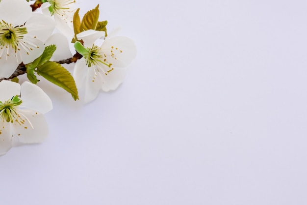 Piękno białego kwiatu wiśni na pustym papierze