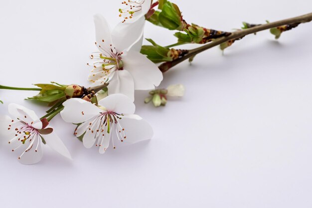Piękno białego kwiatu wiśni na pustym papierze