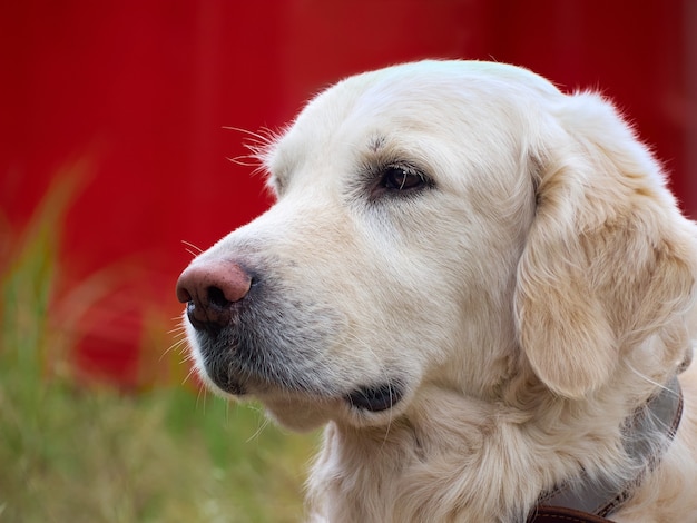 Piękno Golden retriever pies zbliżenie