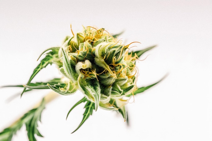 Zdjęcie piękno konopi wspaniałe zbliżenie pączka sativa na białym tle
