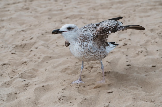 Piękno Portret Mewy Na Piaszczystej Plaży We Włoszech. Znalezienie Posiłku