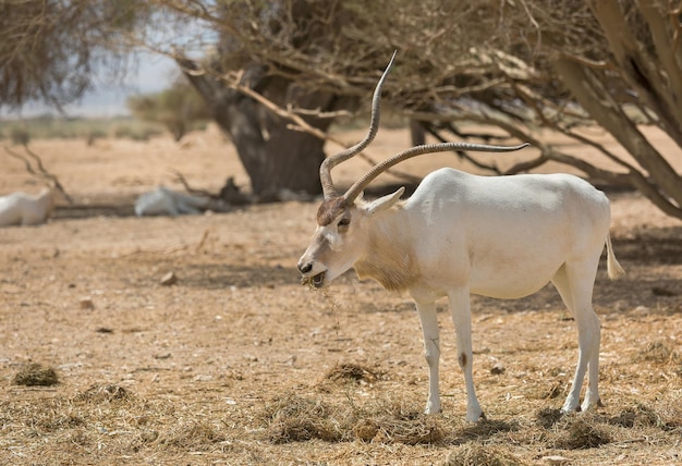 Piękny Addax na pustyni Ejlat