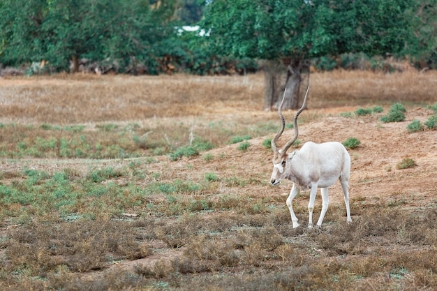 Piękny Addax na tle zielonych drzew