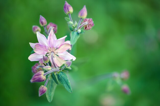 Piękny Aquilegia kwiat w ogródzie na zieleni zamazującej. Fotografia pozioma