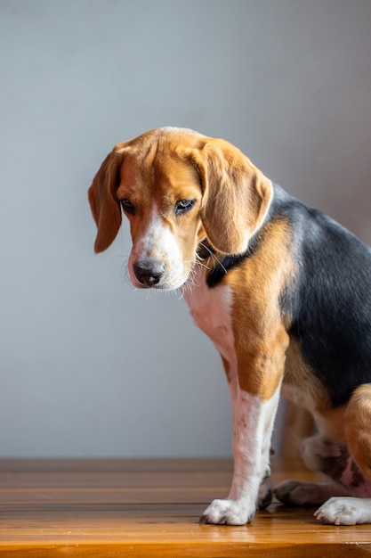 Piękny beagle pies na popielatym