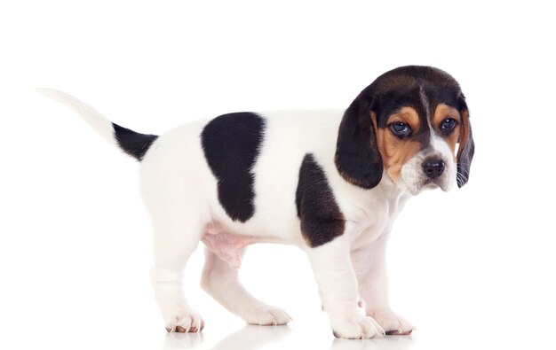 Piękny Beagle Puppi Brąz I Czerń