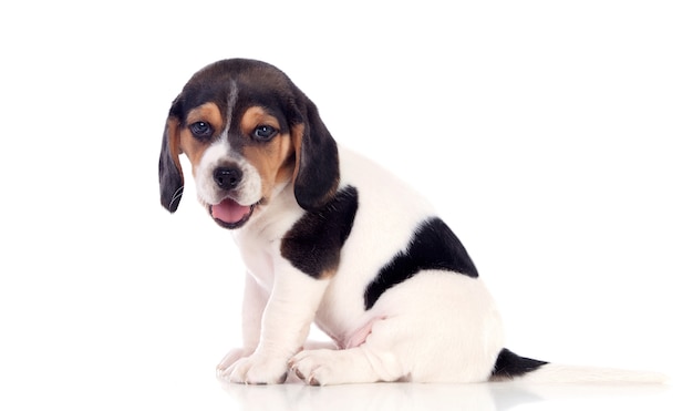 Piękny beagle puppi brąz i czerń