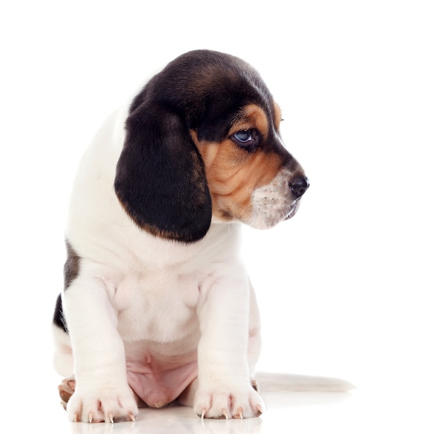 Zdjęcie piękny beagle puppi brąz i czerń