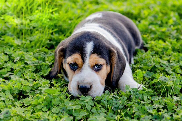 Piękny beagle szczeniak na zielonej trawie