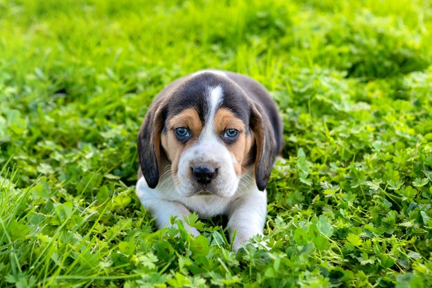 Piękny beagle szczeniak na zielonej trawie