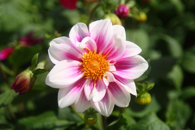 Zdjęcie piękny biały fioletowy kwiat ma żółty płatek na środku