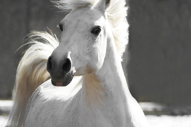Piękny biały koń na neutralnym tle