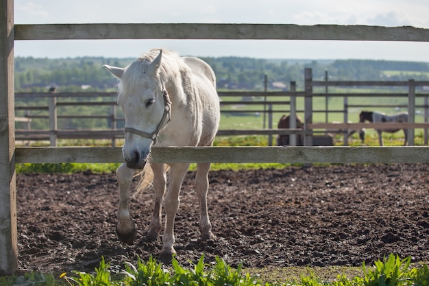 Piękny biały koń stojący za drewnianym płotem