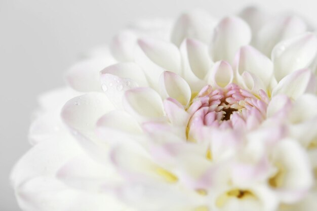 Piękny biały kwiat dalii zbliżenie