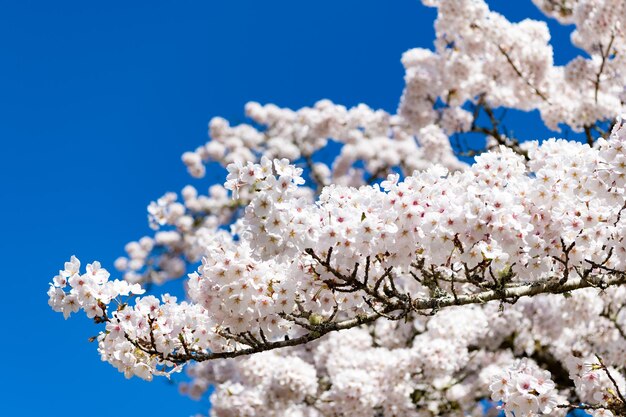 Piękny Biały Kwiat Gałęzi Sakura Na Słonecznym Błękitnym Niebie Na Wiosnę