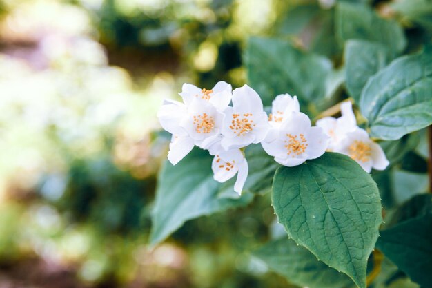 Piękny biały kwiat jaśminu kwiaty na wiosnę Tło z kwitnących krzewów jaśminu Inspirujący naturalny kwiatowy wiosna kwitnący ogród lub park Projekt sztuki kwiatowej Koncepcja aromaterapii