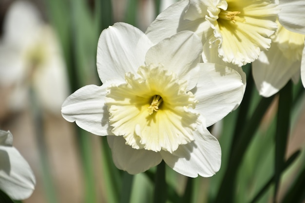 Piękny biały kwiat jonquil w rozkwicie na wiosnę.