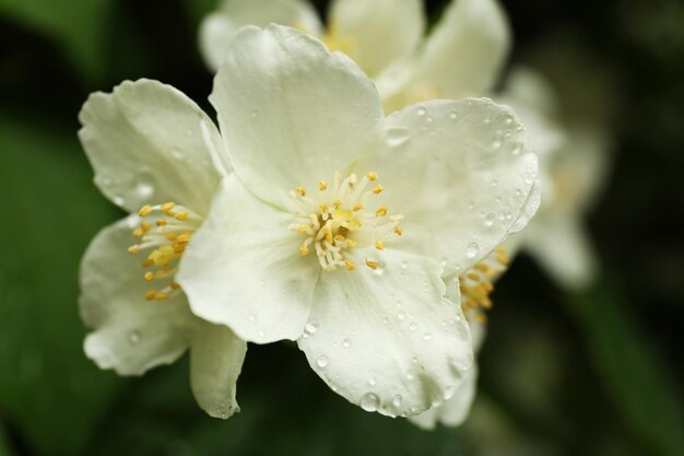 Piękny biały kwiat na zielonym tle natury
