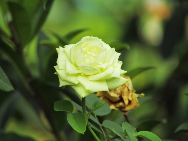 Piękny Biały Kwiat Róży