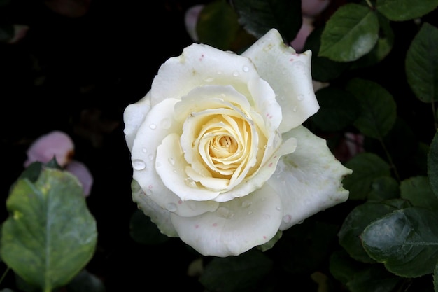Piękny biały kwiat róży