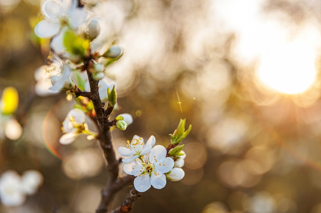 Piękny Biały Kwiat Wiśni Sakura Kwiaty Wiosną. Inspirujący Naturalny Kwiatowy Kwitnący Ogród Lub Park. Projekt Sztuki Kwiatowej.