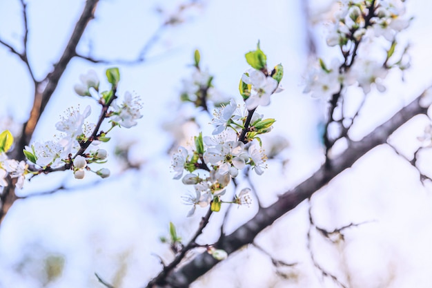 Piękny Biały Kwiat Wiśni Sakura Kwiaty Wiosną. Natura Z Kwitnących Wiśni. Inspirujący Naturalny Kwiatowy Kwitnący Ogród Lub Park. Projekt Sztuki Kwiatowej.