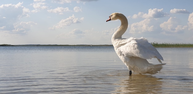 Piękny biały łabędź idzie przez płytkie