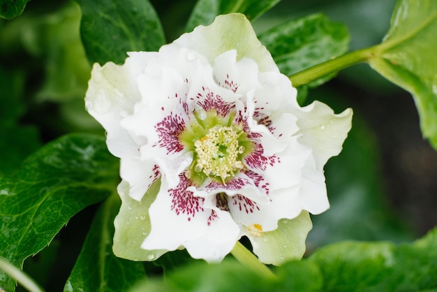 Piękny biały różowy kwiat Hellebore Oriental Double Ellen White Spotted