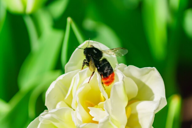 Piękny biały tulipan i trzmiel na polu