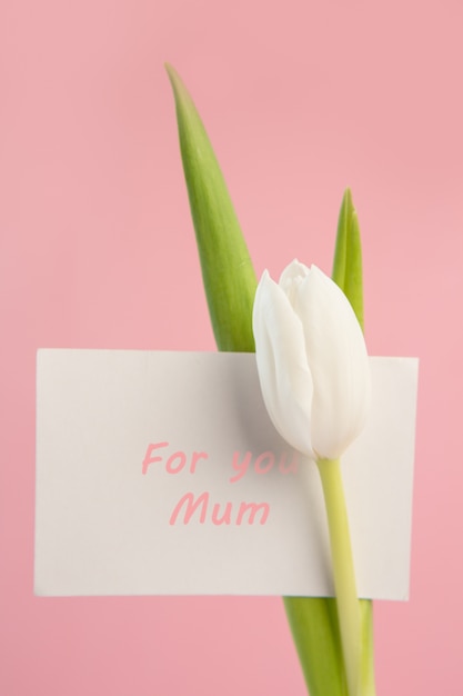 Piękny biały tulipan z kartą dla matki