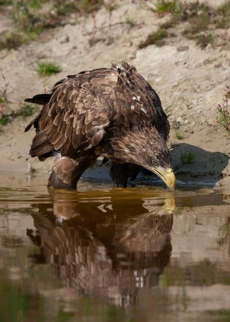 Piękny bielik (Haliaeetus albicilla) woda pitna z jeziora.