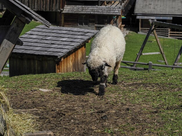 Piękny bighorn w górach