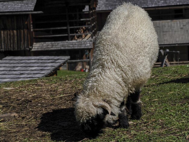 Piękny bighorn w górach