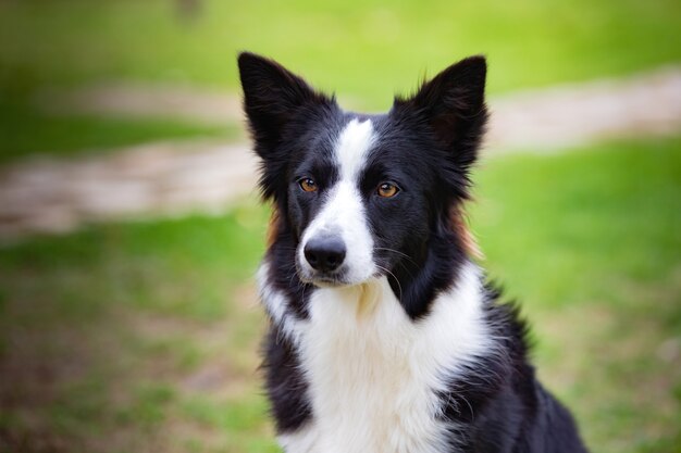 Piękny Border collie czarno-biały na trawie