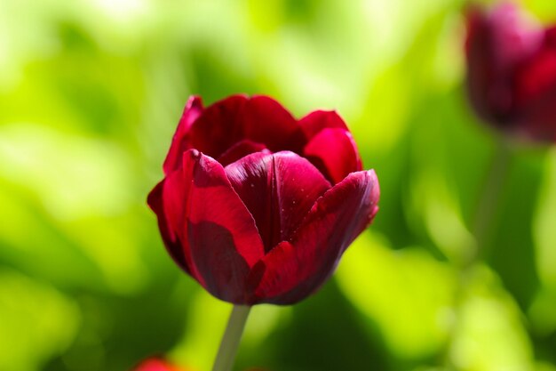 Piękny Bordowy Tulipan Na Naturalnym Miękkim Zielonym Tle