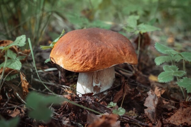 Piękny borowik szlachetny na zielonym tle w leśnym zbliżeniu