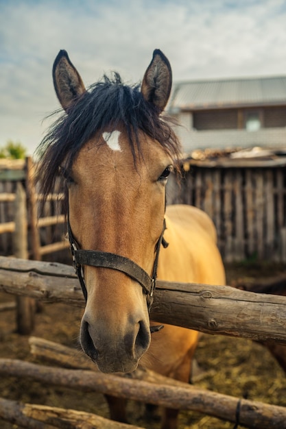 Piękny brązowy koń na padoku Portret konia