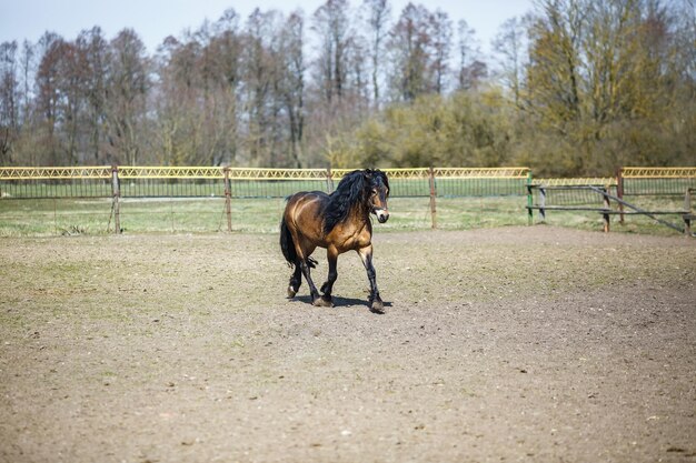 Piękny brązowy koń z czarną grzywą idzie za ogrodzeniem