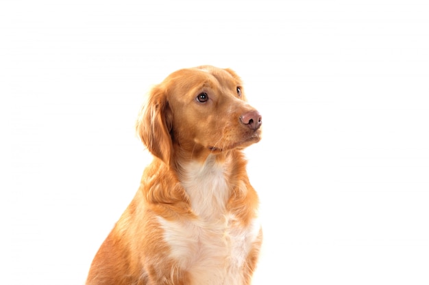 Piękny brązowy pies bretoński