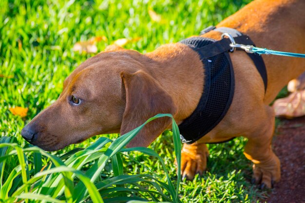 Piękny brązowy pies rasy dachshund