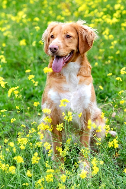 Piękny brown bretoński pies w łące