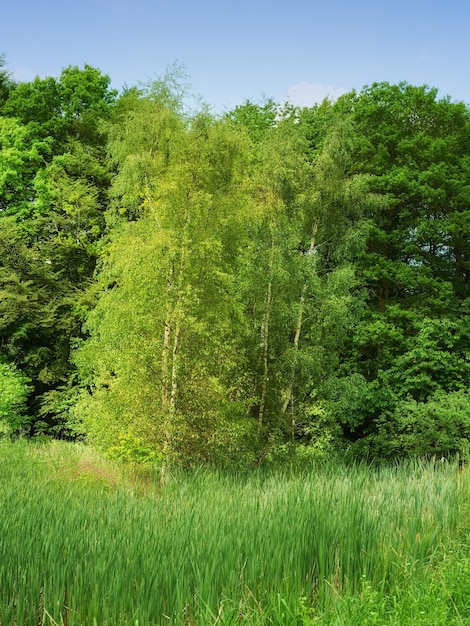 Piękny bujny zielony las wiosną wysokie sosny rosnące z naturą w harmonii i copyspace Spokojny letni poranek z widokiem na zen spokojną dżunglę Kojąca przyroda świeżym powietrzem