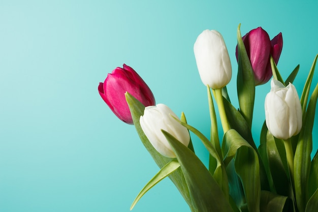 Zdjęcie piękny bukiet białych i różowych tulipanów na niebieskim tle. zbiory fotografii