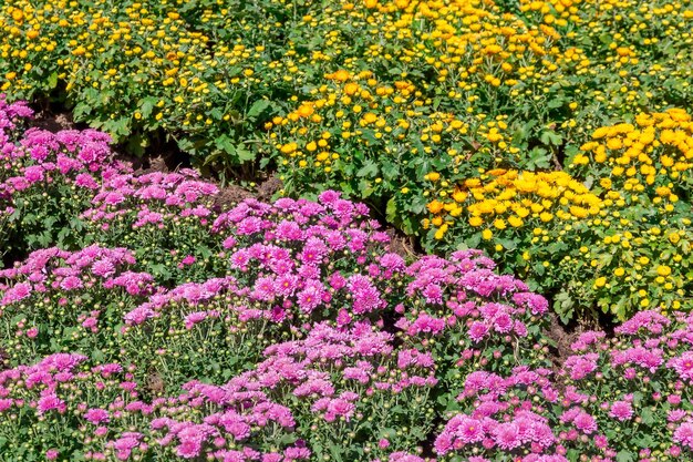 Zdjęcie piękny bukiet chrysantemów na świeżym powietrzu chrysantemy kwiatowe pole kwitnące wiosenne kwiaty sezon w ogrodzie