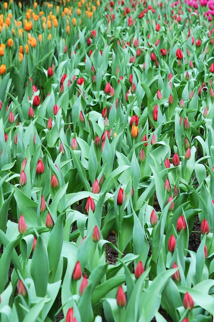 Piękny bukiet czerwonych tulipanów