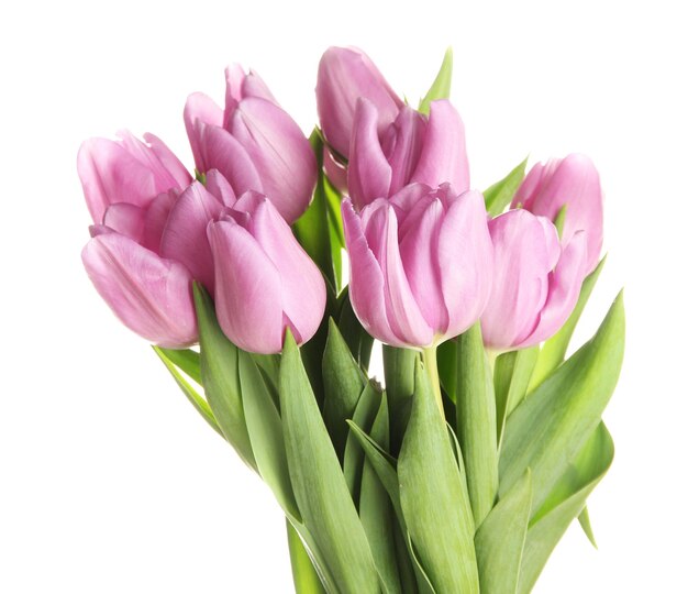 Piękny bukiet fioletowych tulipanów, na białym tle