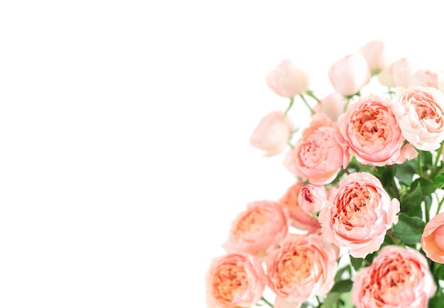 Piękny bukiet kwiatów róż na białym tle